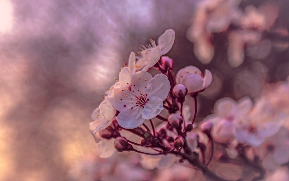 pink cherry blossom in close up photography