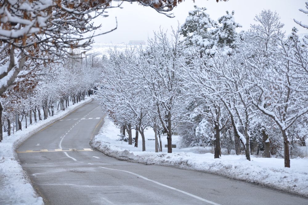Straße zwischen schneebedeckten Bäumen