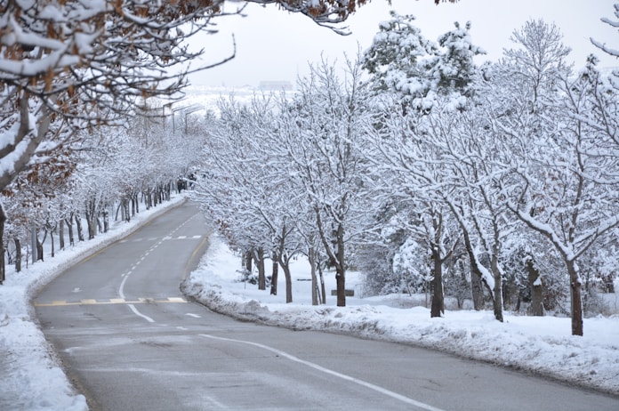 road between trees covered with snow