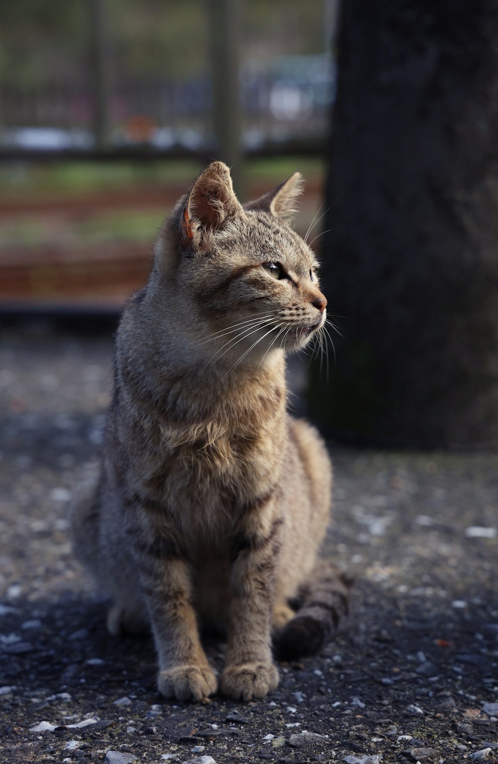 brown tabby cat on gray concrete floor
