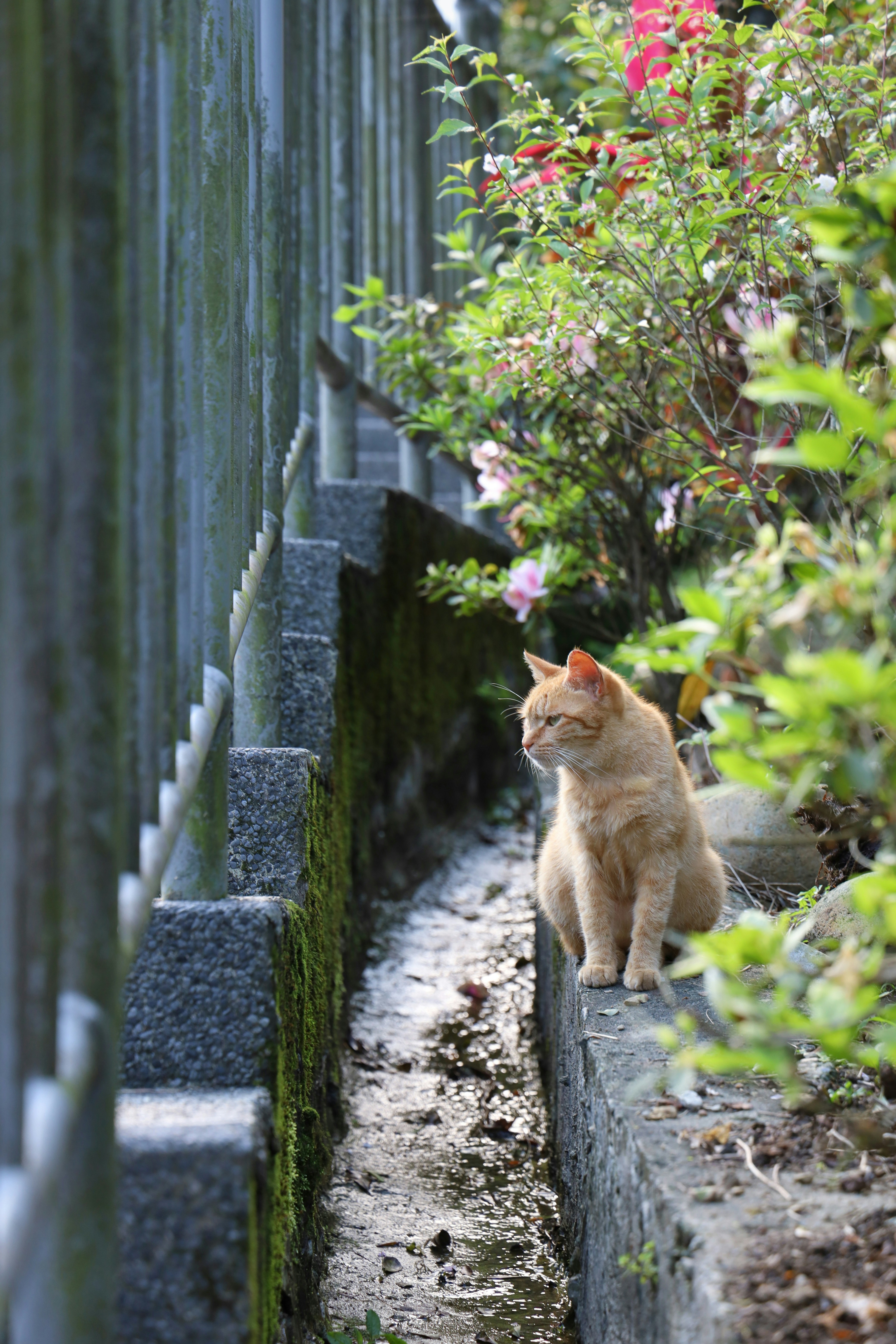 7 Cat Wall Bridges Corner Protection Ideas