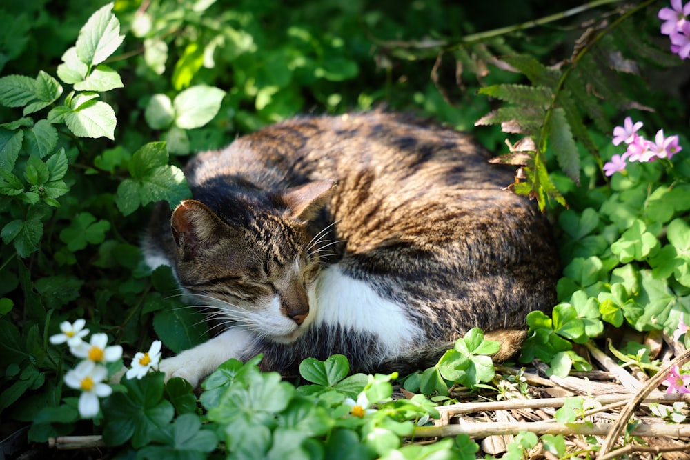 brown and white cat on green plant
