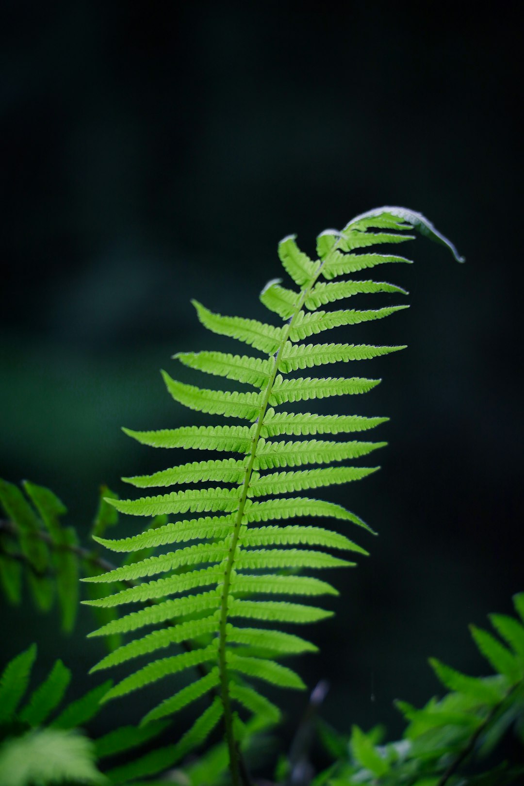 green leaf in close up photography