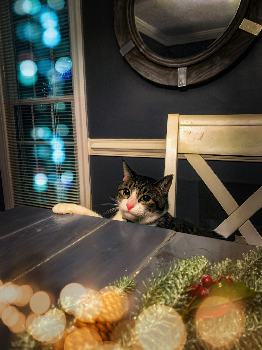 black and white cat on brown wooden table