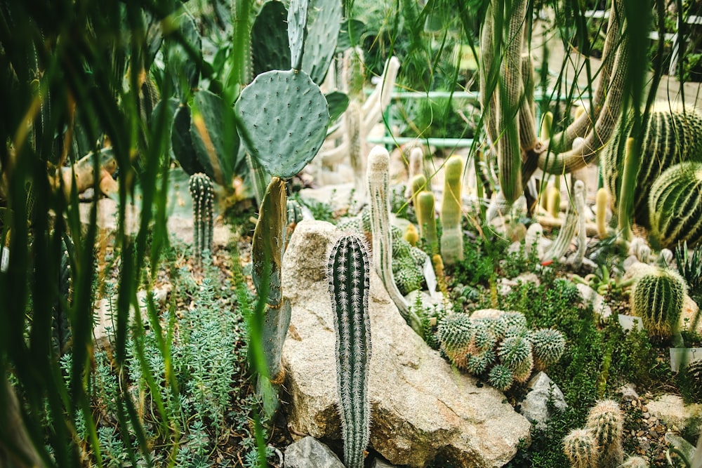 green cactus plant on brown rock