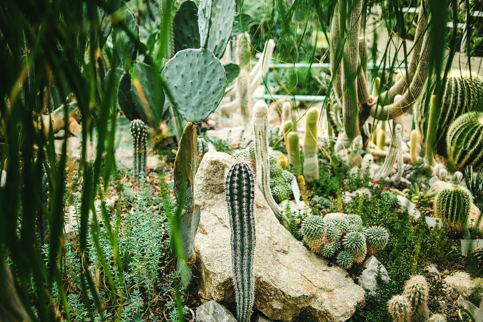 Nikon AF Nikkor 35mm F2D sample photo. Green cactus plant on photography