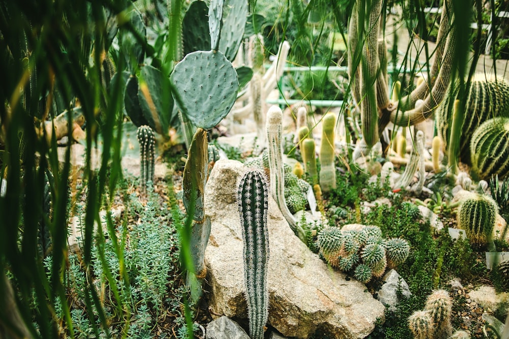 pianta di cactus verde su roccia marrone
