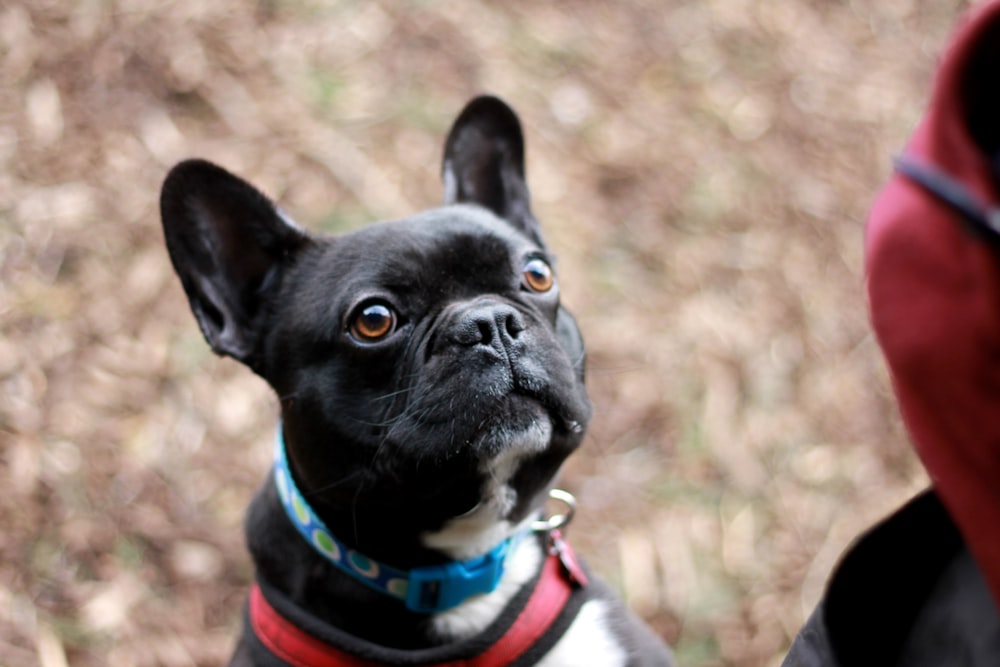 black and white french bulldog with blue and white scarf