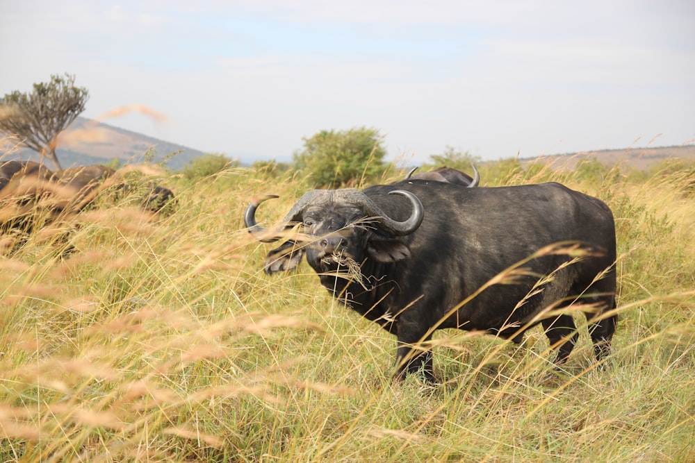 black water buffalo on green grass field during daytime