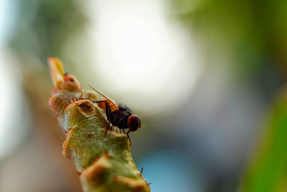 black and brown fly perched on green leaf in close up photography during daytime