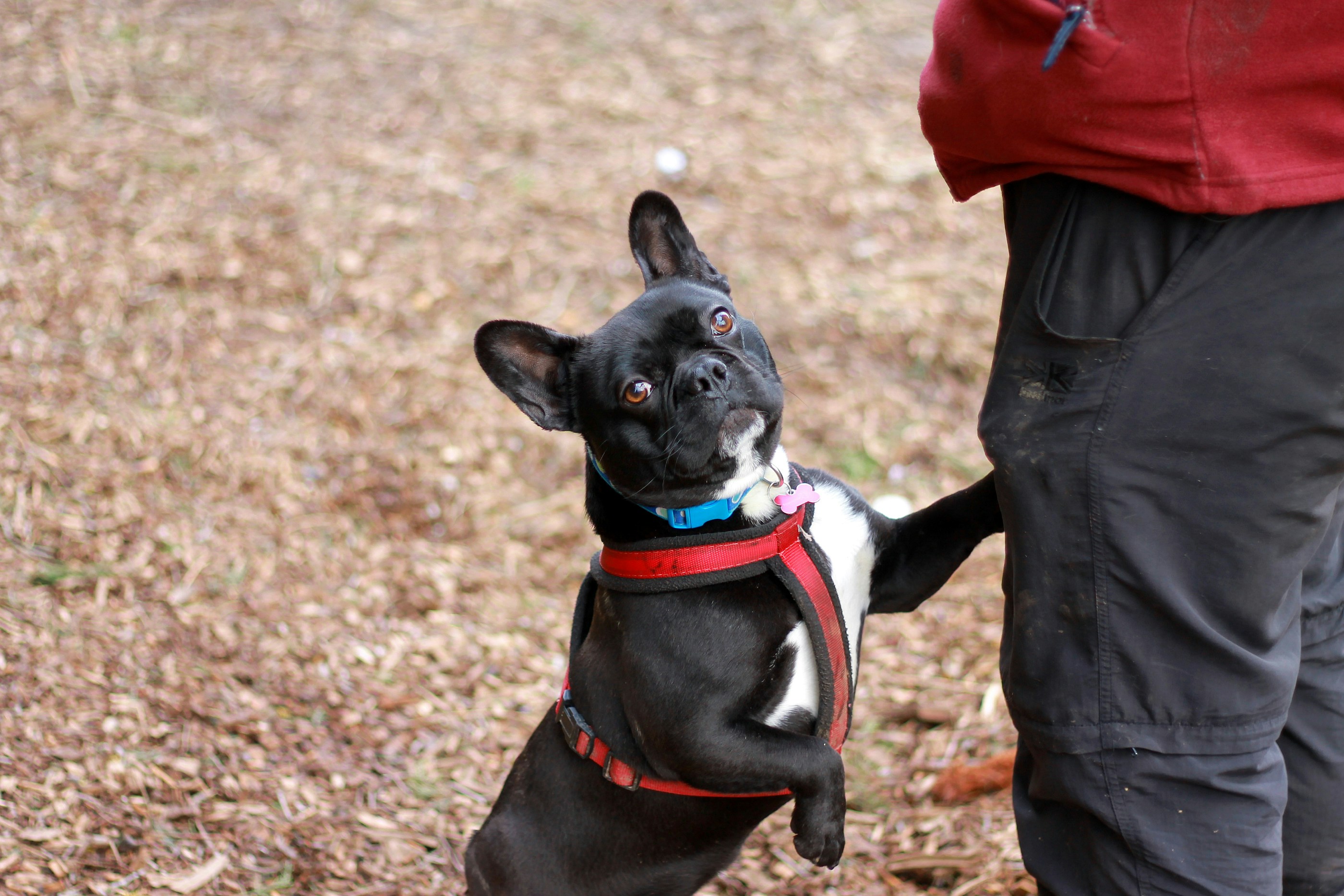 black and white short coated dog wearing red and white shirt and black pants