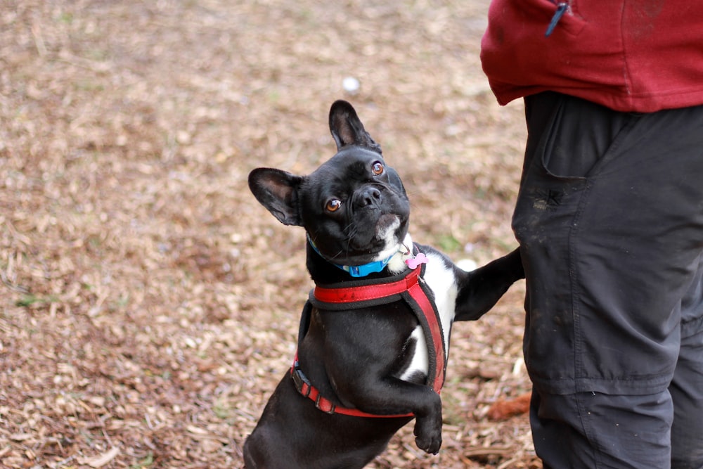 schwarz-weißer, kurzgekleideter Hund mit rot-weißem Hemd und schwarzer Hose