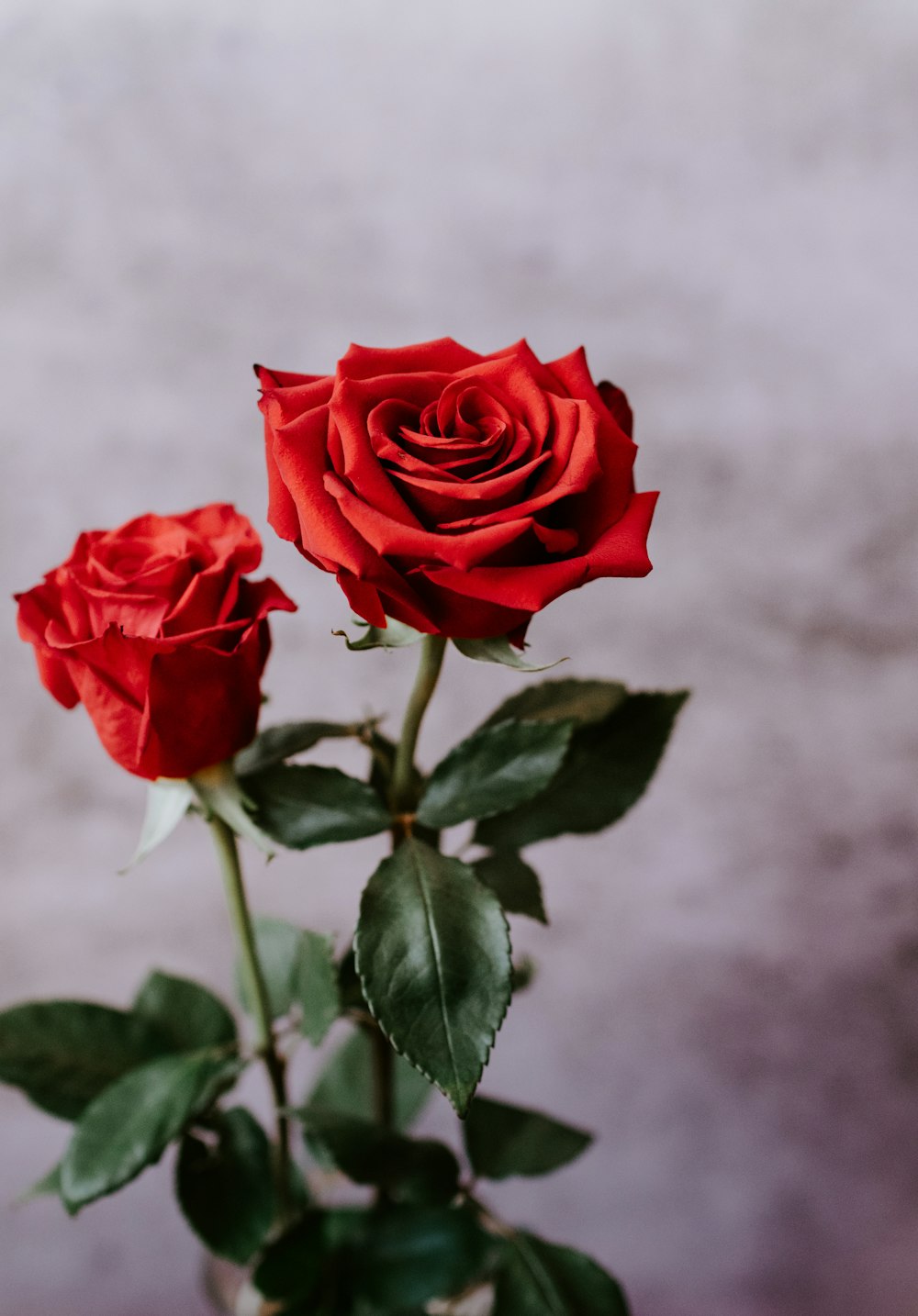 red rose in bloom during daytime