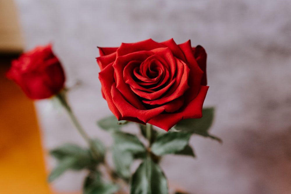 red rose in close up photography