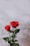 red rose in bloom during daytime