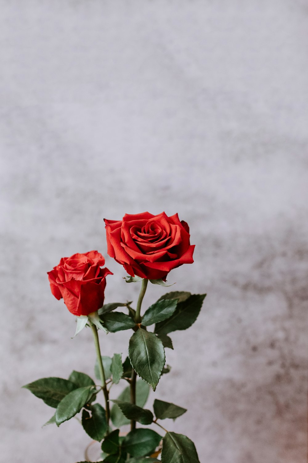 red rose in bloom during daytime