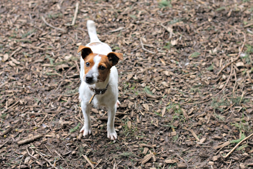 茶色の乾燥した葉に白と茶色の短いコートの犬