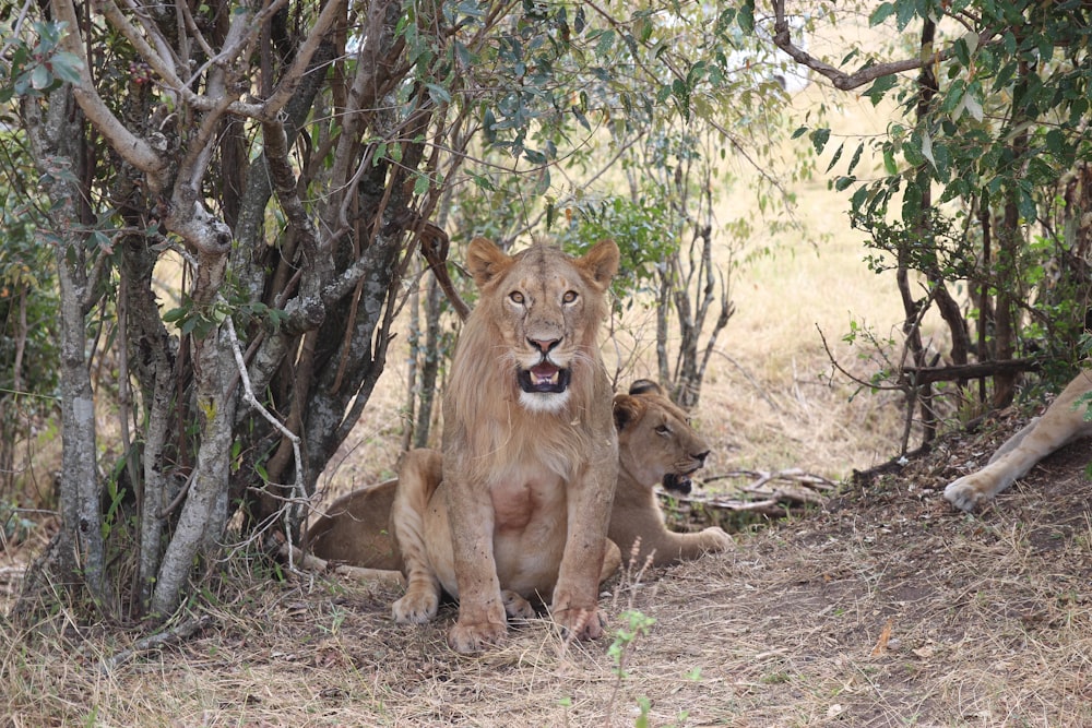 brown lion on brown soil