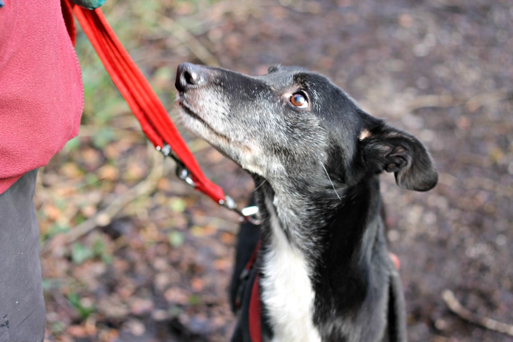 black and white short coat medium sized dog with red leash