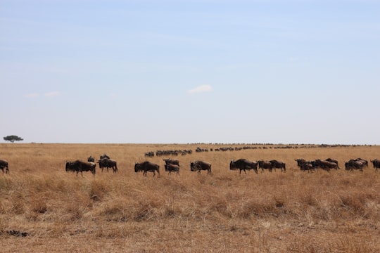 herd of sheep on brown grass field during daytime in Maasai Mara National Reserve Kenya