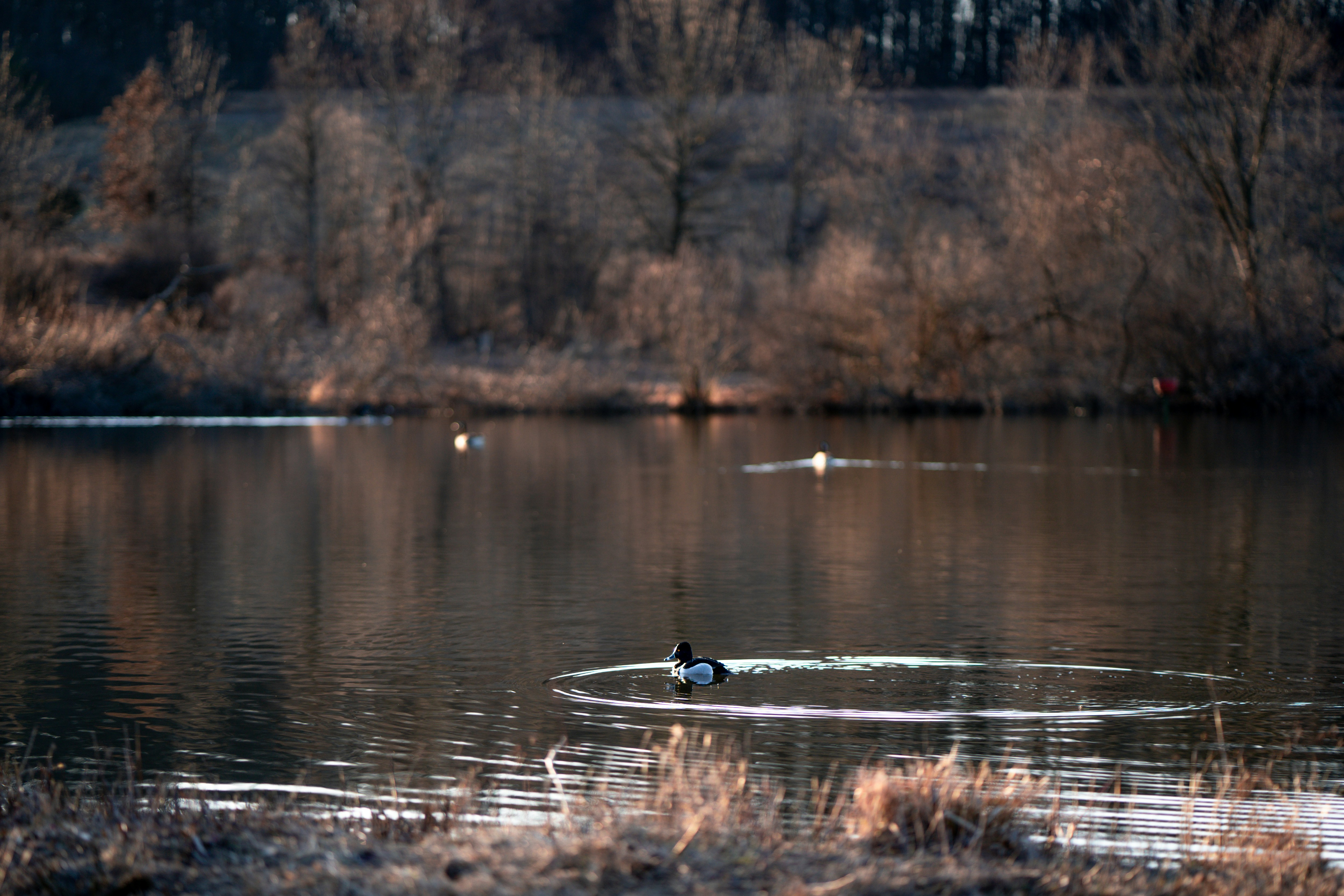 Schwarze Ente tagsüber auf dem Wasser