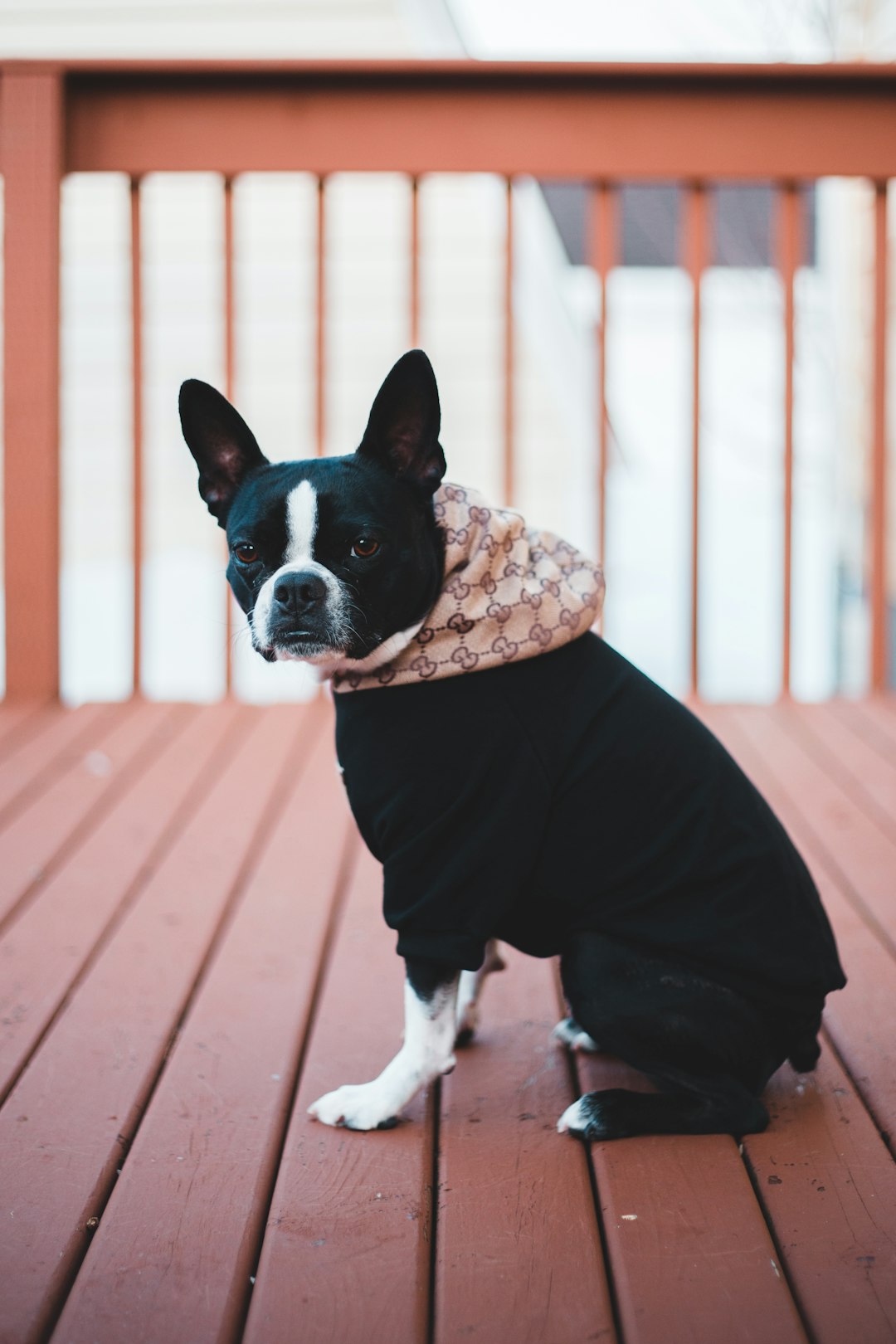 black and white short coated dog on brown wooden floor