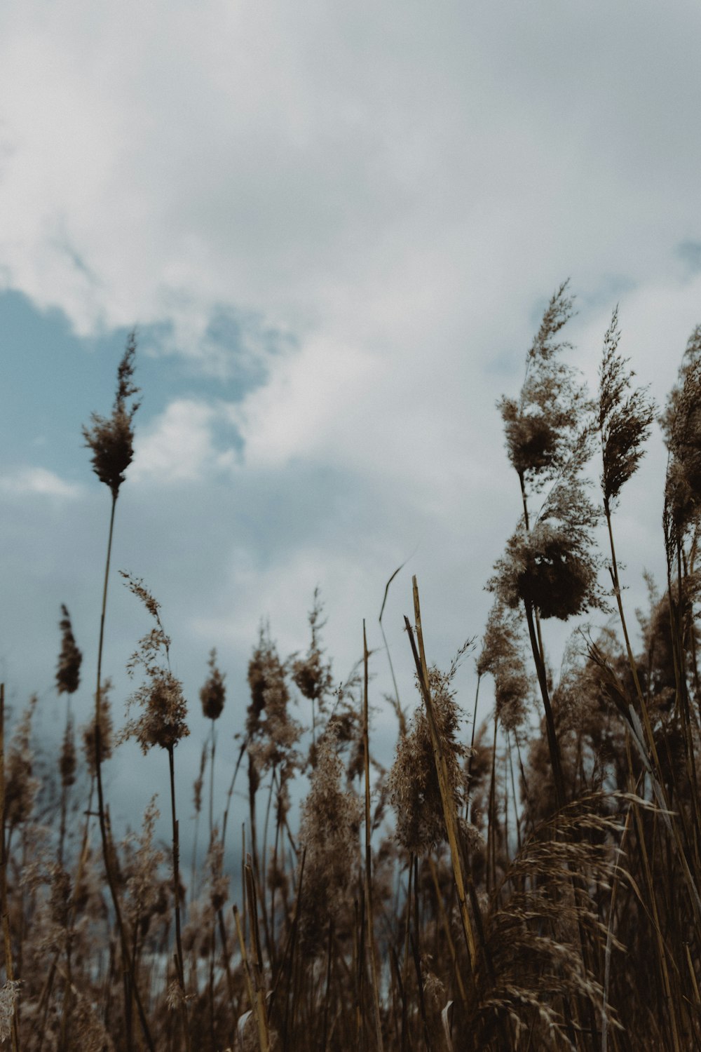 brown wheat field under cloudy sky during daytime