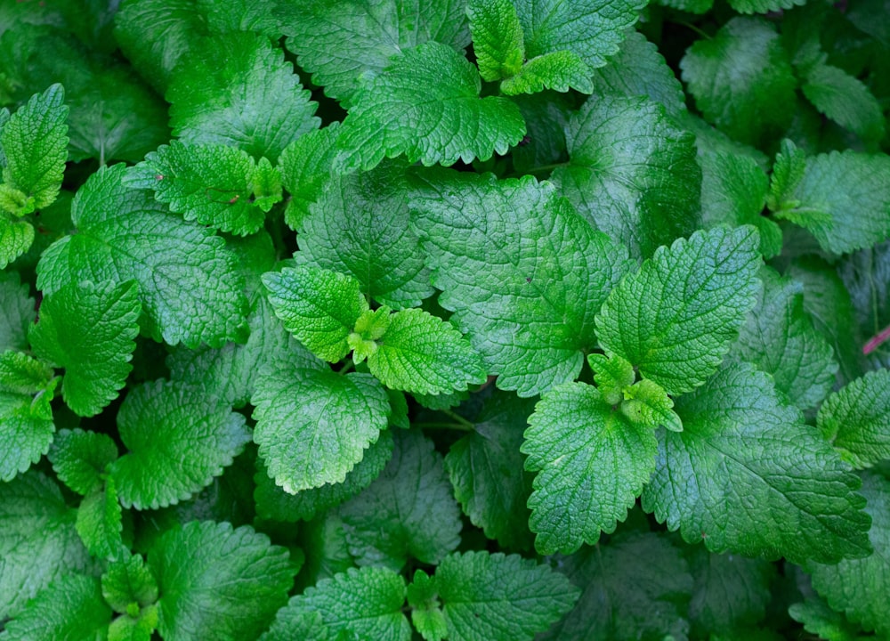 green leaves with water droplets