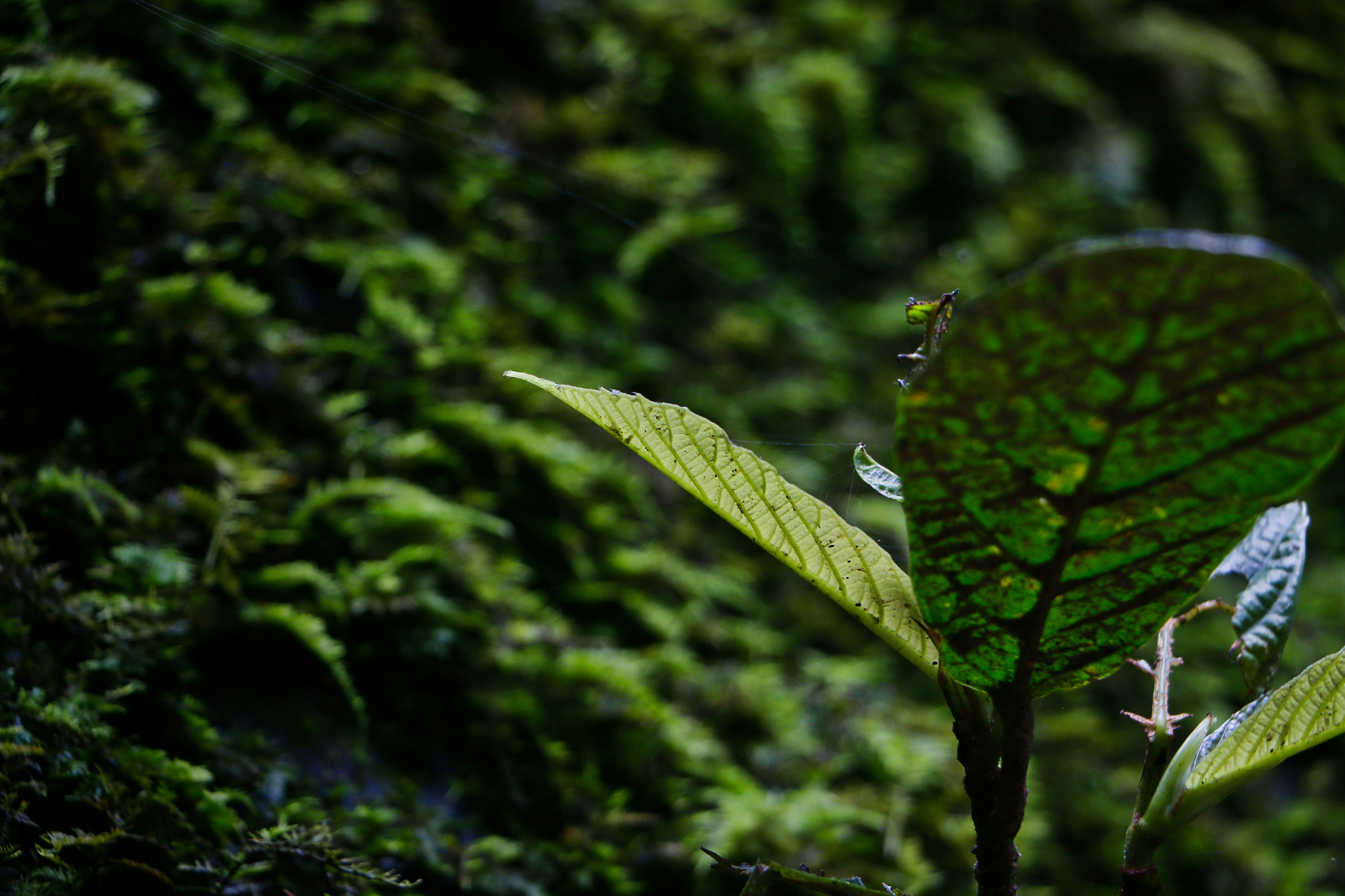 Green leaf plant with water droplets