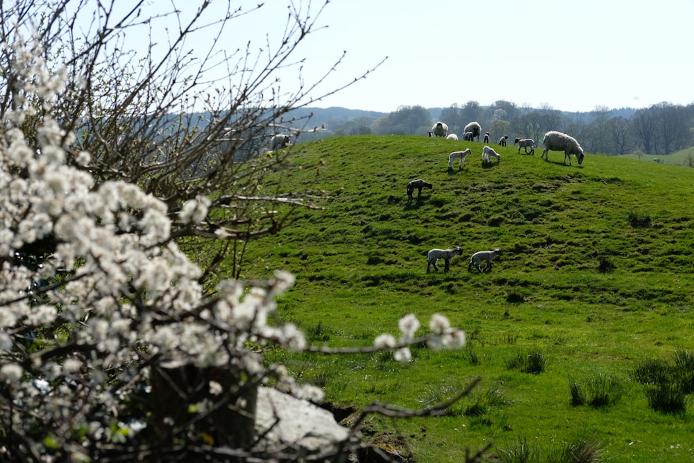 green grass field with white flowers