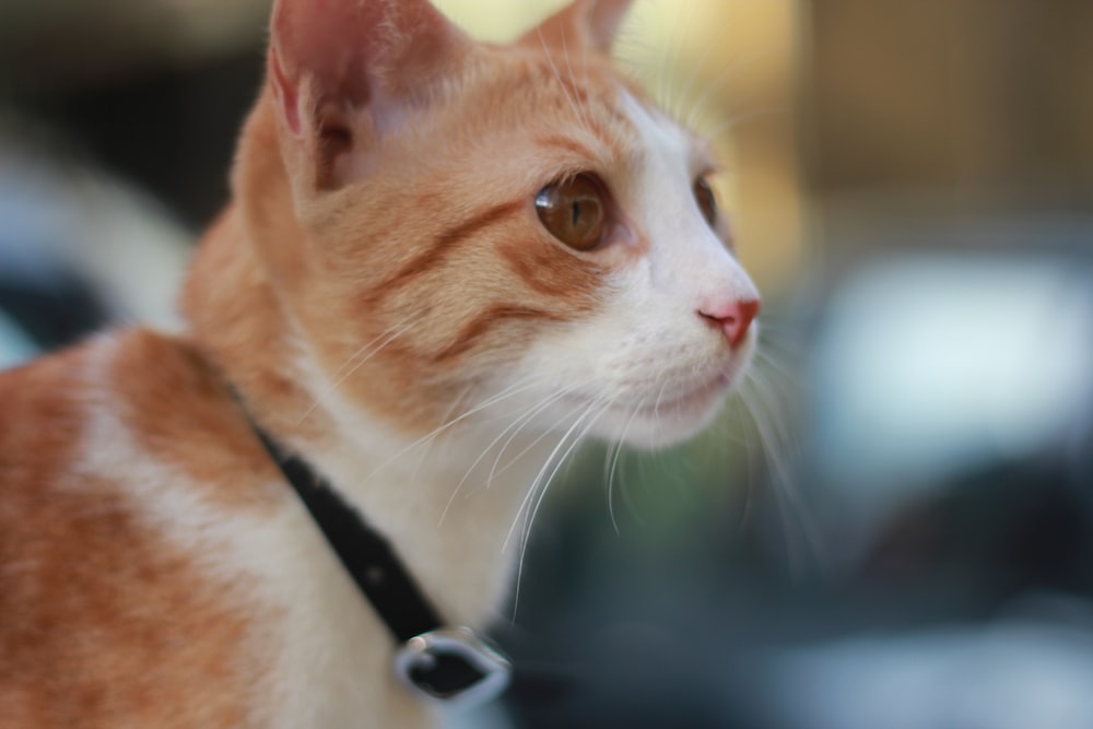 orange and white tabby cat