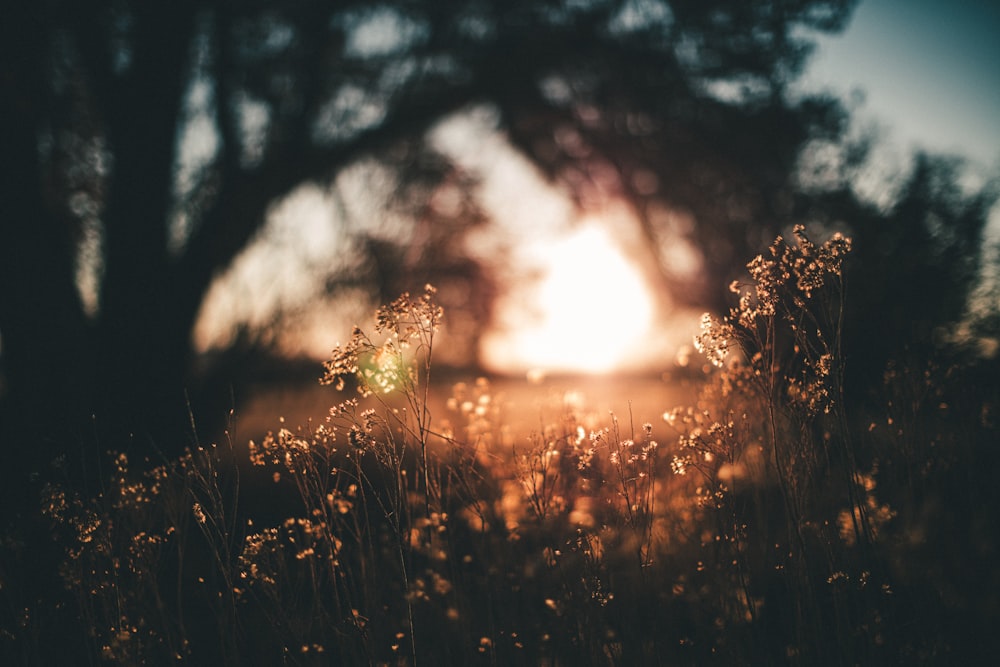 green grass field during sunset