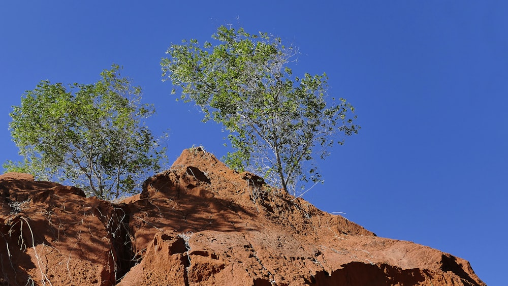 green tree on brown rock formation under blue sky during daytime