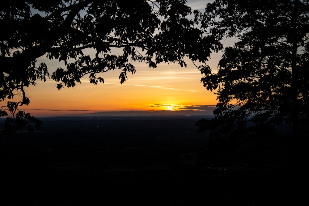 silhouette of trees during sunset