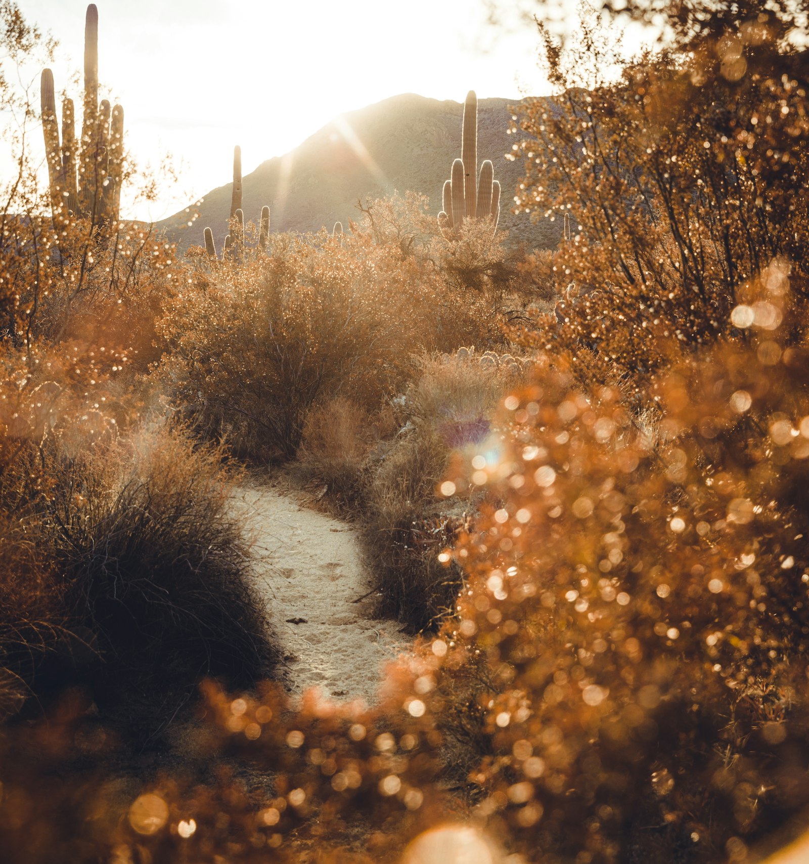 Sony a7R II + Canon EF 24-70mm F2.8L II USM sample photo. Brown trees near river photography