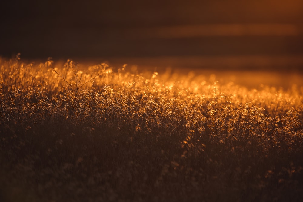 Silhouette des Grases bei Sonnenuntergang