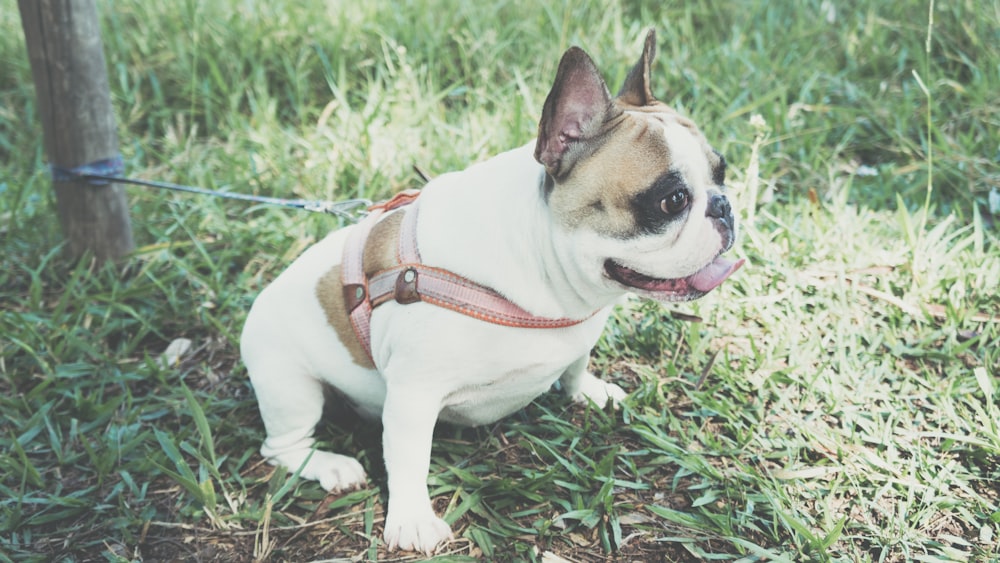 Chien à poil court blanc et brun avec une sangle en cuir marron sur le terrain d’herbe verte pendant la journée