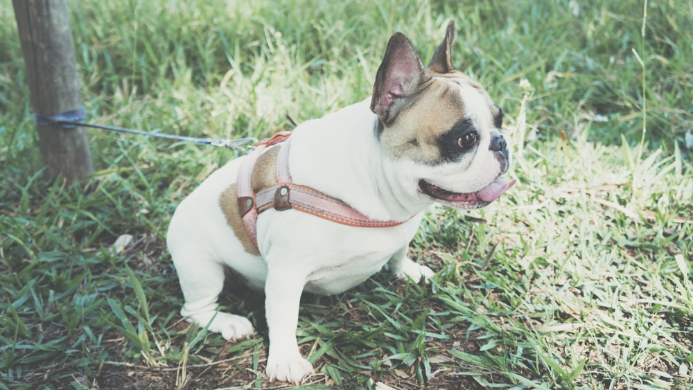 white and brown short coated dog with brown leather strap on green grass field during daytime