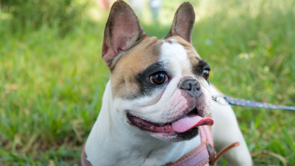 white and brown short coated dog with brown and red leash