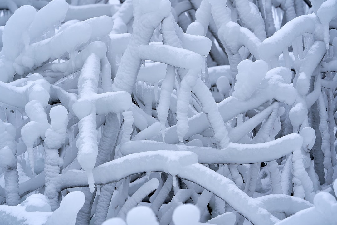 white snow covered tree branches