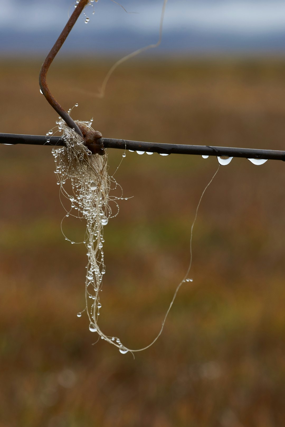 white spider web on brown wooden fence during daytime