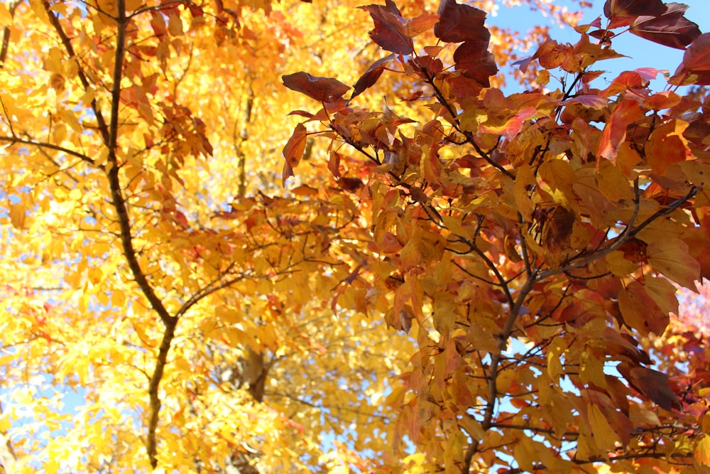 brown leaves on tree branch during daytime