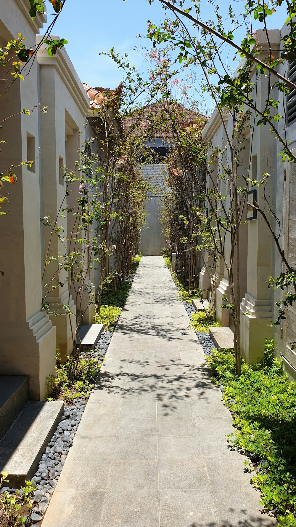 gray concrete pathway between green plants