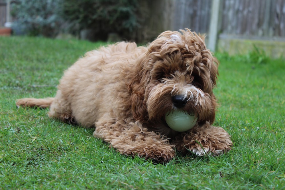 brown poodle lying on green grass field during daytime