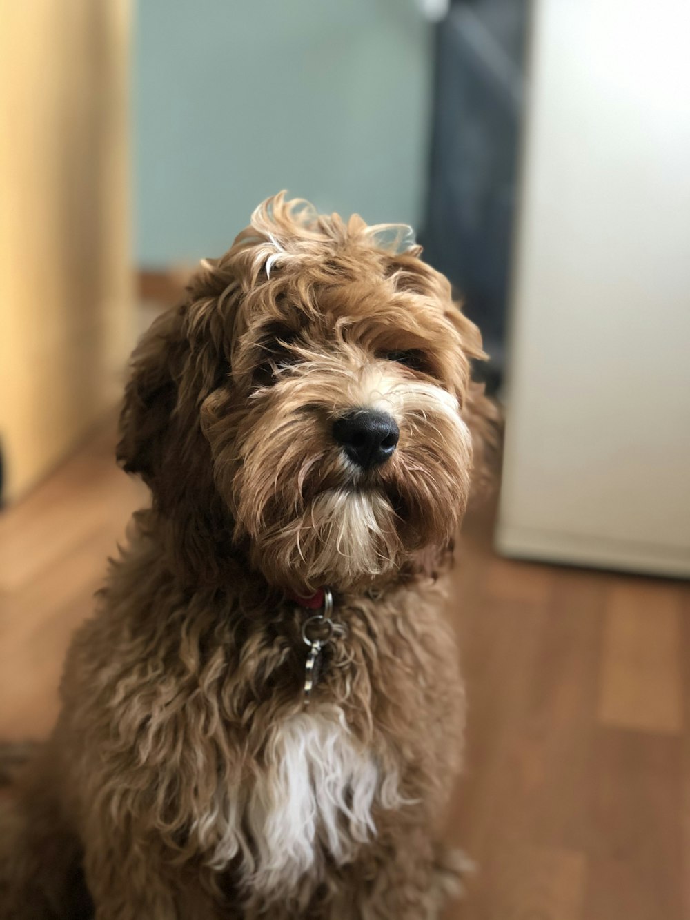 brown and white long coated small dog