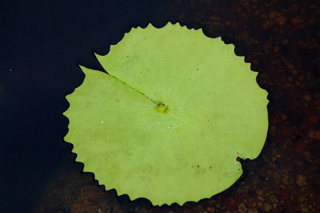 green round leaf on brown soil