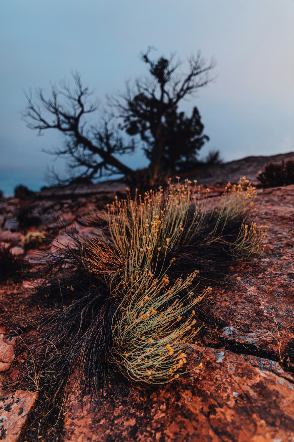 brown grass on brown soil