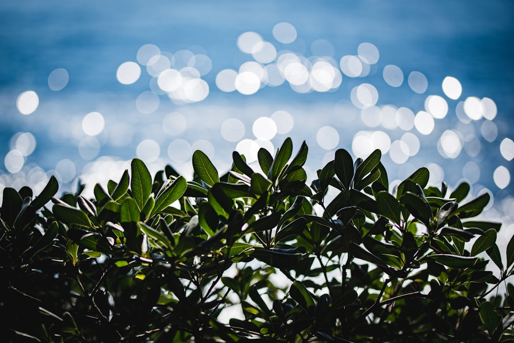 green plant with bokeh lights