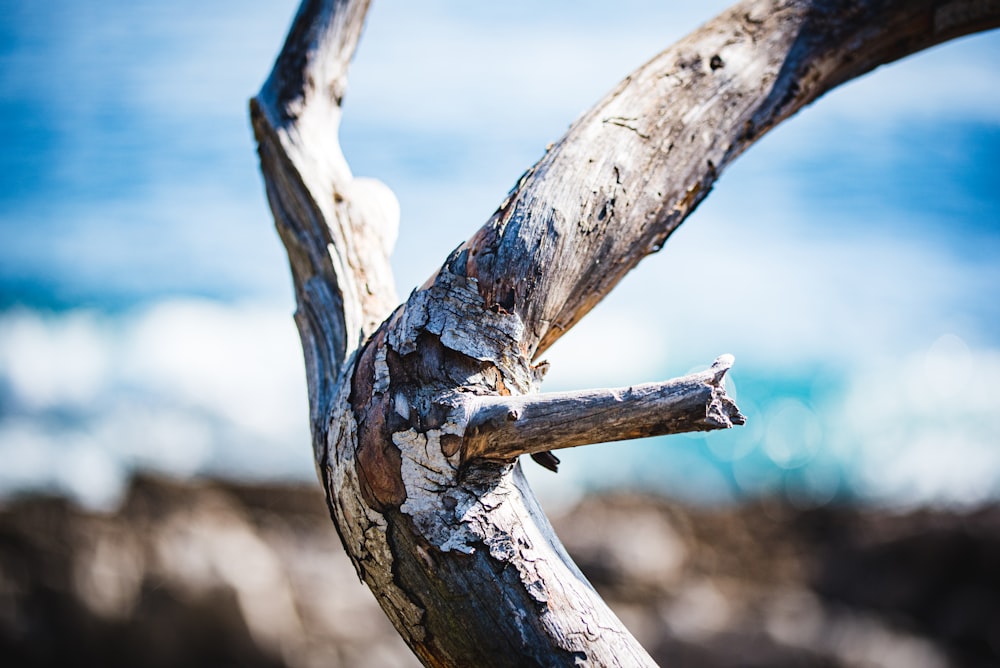 um close up de um galho de árvore em uma praia