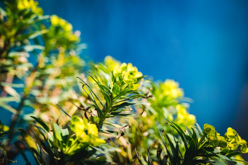 yellow flowers in tilt shift lens